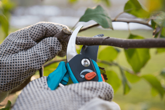 Abel’s Tree Service